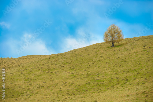 Lonely european larch tree (Larix decidua) on top of mountain with clear blue sky. Scenic nature green and blue background with autumn leafless larch photo