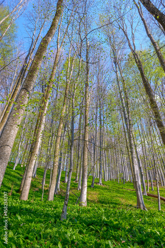 Beech forest in spring, many beech trees with wild garlic (Allium ursinum) on the forest floor. Scenic forest of fresh green deciduous beech trees