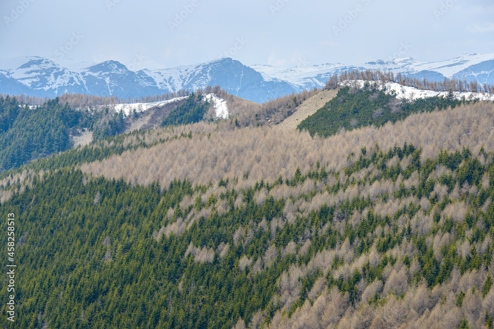 Beautiful Alpine Larch trees and spruce in the forests of the Carpathians. Healthy, colorful coniferous and deciduous forest with old and big trees in desolate wilderness area of a national park.