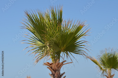 Young palm trees on the coast © angloma