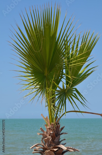 Young palm trees on the coast