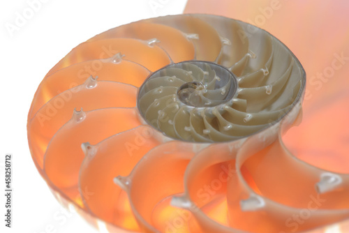Nautilus pompilius, living fossil mollusca. Chambered Nautilus shell cutaway isolated on white. Shell pearl nautilus Fibonacci section spiral pearl symmetry half cross golden ratio mother of pearl