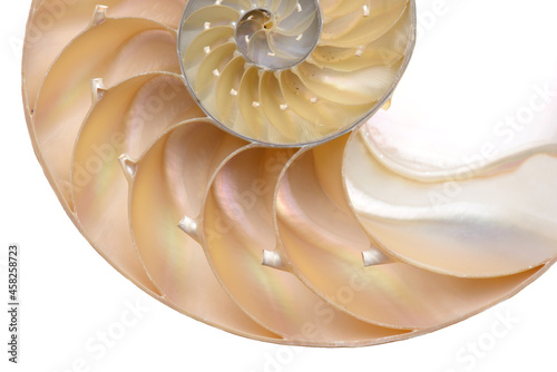 Nautilus pompilius, living fossil mollusca. Chambered Nautilus shell cutaway isolated on white. Shell pearl nautilus Fibonacci section spiral pearl symmetry half cross golden ratio mother of pearl