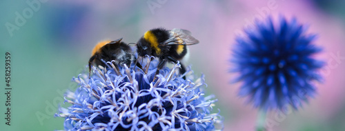 Εκτύπωση καμβά Blue globe thistle with flowers close up, blooming in the summer garden, pollina