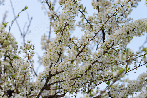 White plum blossoms in full bloom