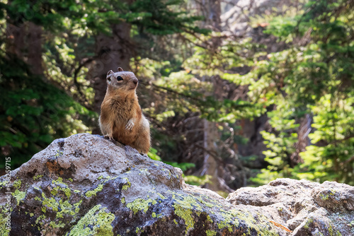 Pika, a rabbit like rodent, spotted in Rocky Mountains, Colorado, USA photo