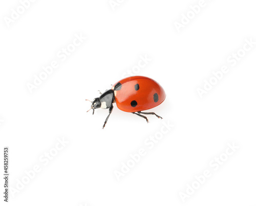 One beautiful red ladybug isolated on white © New Africa