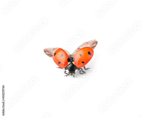 One beautiful red ladybug isolated on white photo