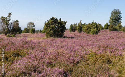 Blossom of heathland in Germany, Luneburg Heath