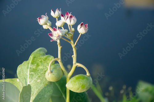 Selective focus on CALOTROPIS PROCERA plant isolated with blur background in morning sun light in park. White flowers, green leaves and fruits.  photo