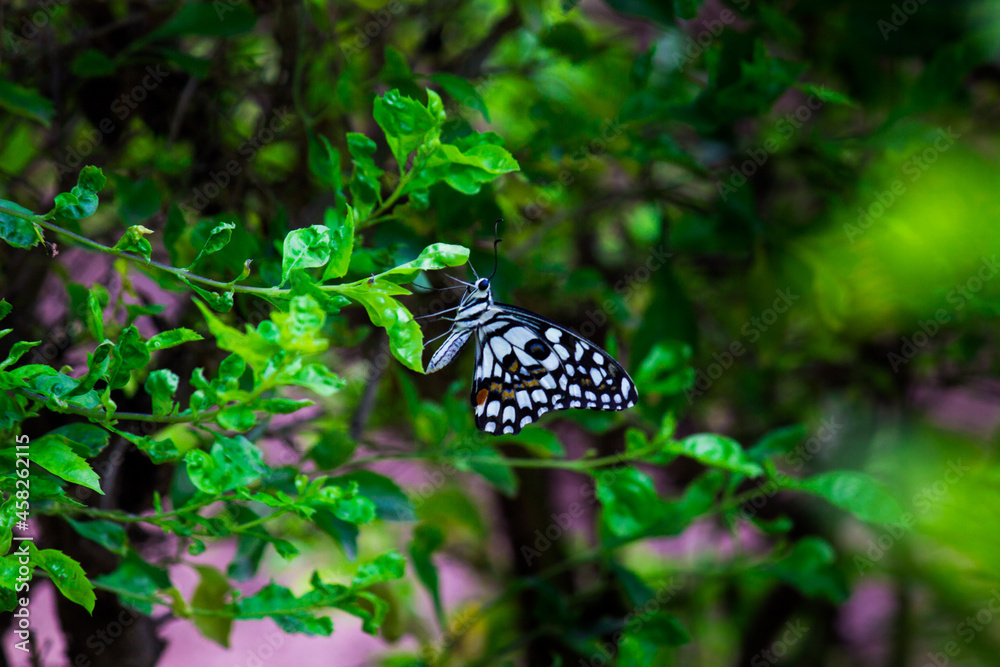 Macro picture of Papilio demoleus is a common lime butterfly and widespread swallowtail .
It is also known as the lemon butterfly, and chequered swallowtail, resting on the plants during spring Macro picture of Papilio demoleus is a common lime butterfly and widespread swallowtail .
It is also known as the lemon butterfly, and chequered swallowtail, resting on the plants during spring