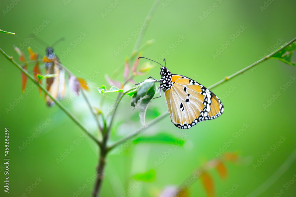 Obraz premium Close up of Plain Tiger Danaus chrysippus butterfly resting on the flower plant in natures green background 