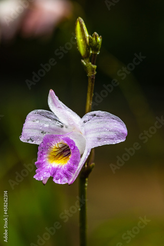 Arundina, beautiful wild orchid in rainseason in tropical forest. photo