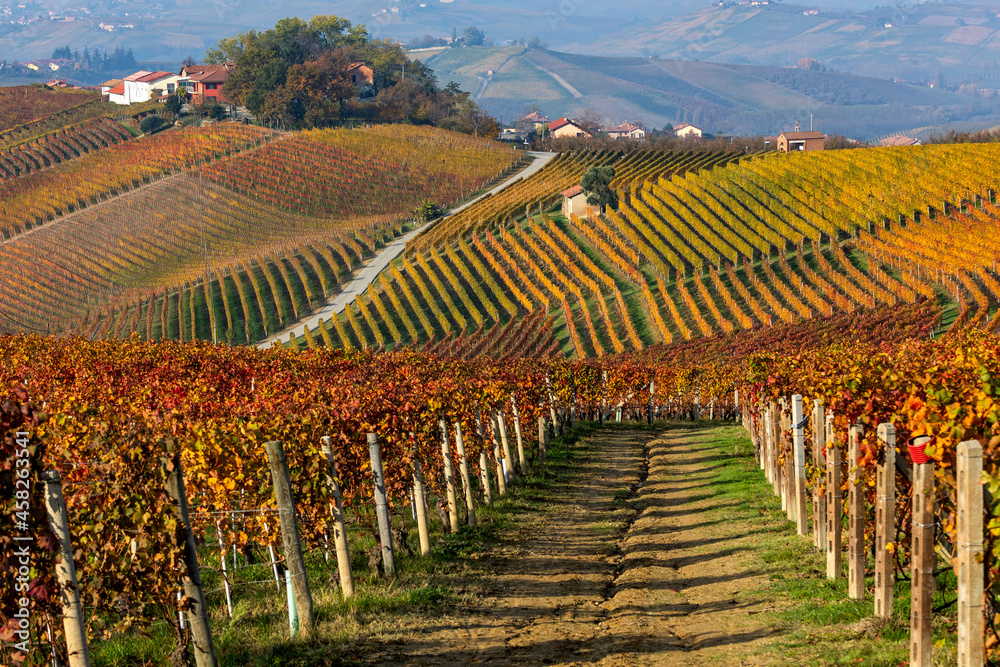 Colorful autumnal vineyards on the hills in Piedmont, Italy.