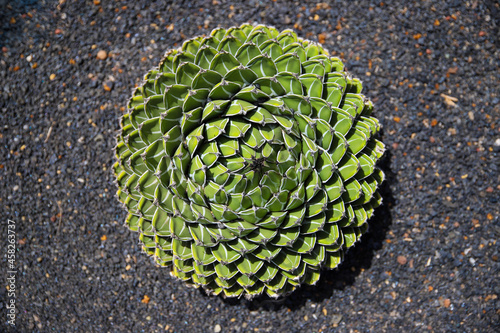 green cactus with thorns top view on black sand background
