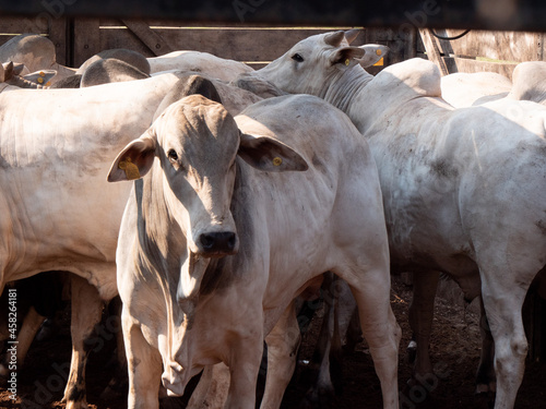 A Nellore steer in a corral waiting to be weighed and sold