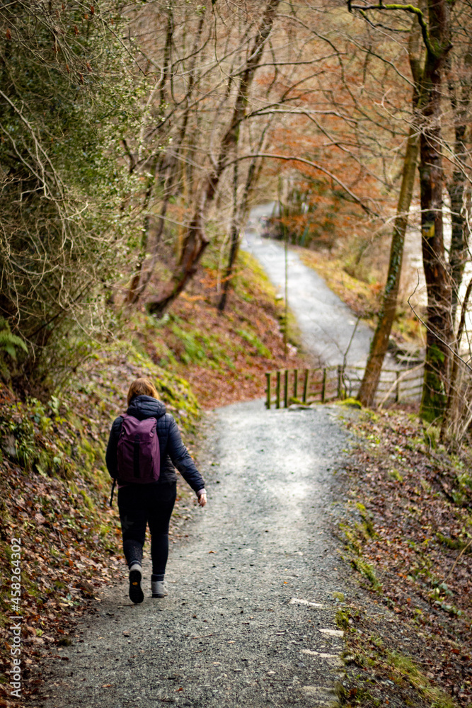 Obraz premium walk in the woods