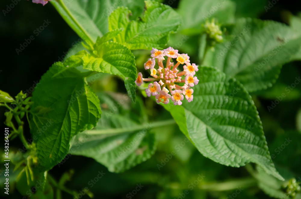Selective focus on beautiful LANTANA CAMARA flower with green leaves isolated with dark green blur background. Morning view in garden. Commonly known as Indian Lantana. Selective focus on beautiful LANTANA CAMARA flower with green leaves isolated with dark green blur background. Morning view in garden. Commonly known as Indian Lantana.