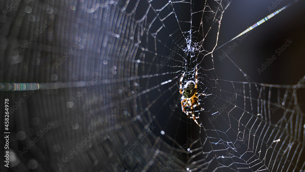 Spider in the cobweb on dark background. Scary Halloween concept with copy space.