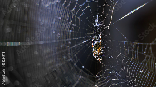 Spider in the cobweb on dark background. Scary Halloween concept with copy space.