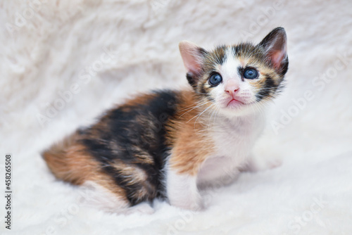 adorable kitten cat sitting comfortably on a fluffy white blanket	