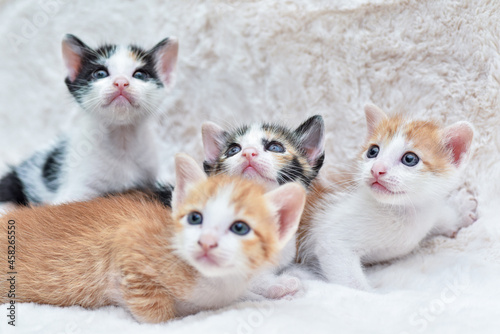 adorable kitten cat sitting comfortably on a fluffy white blanket 