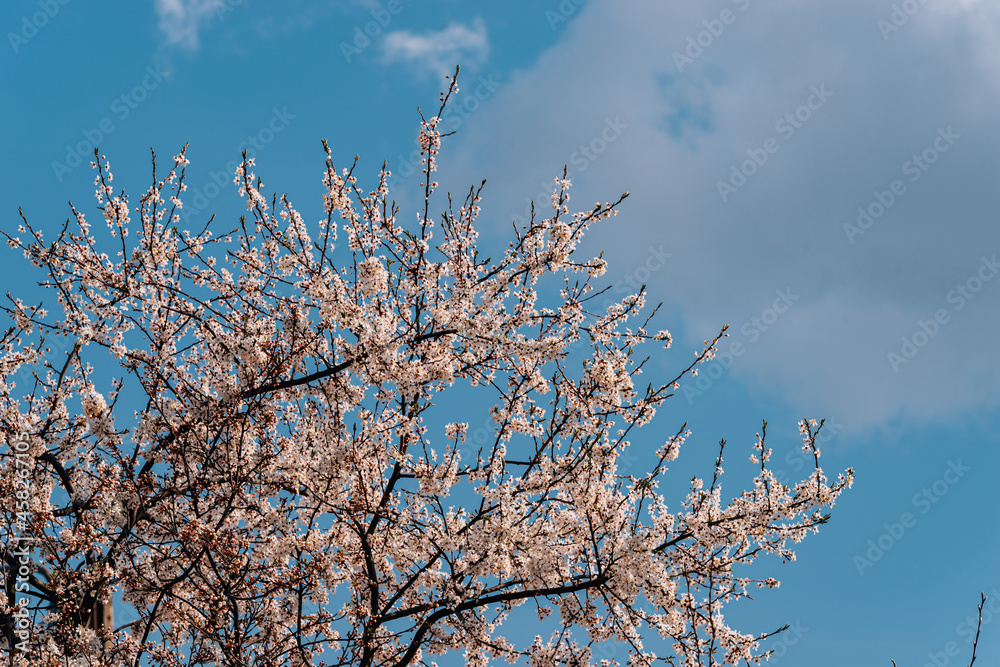 blooming cherries in early spring