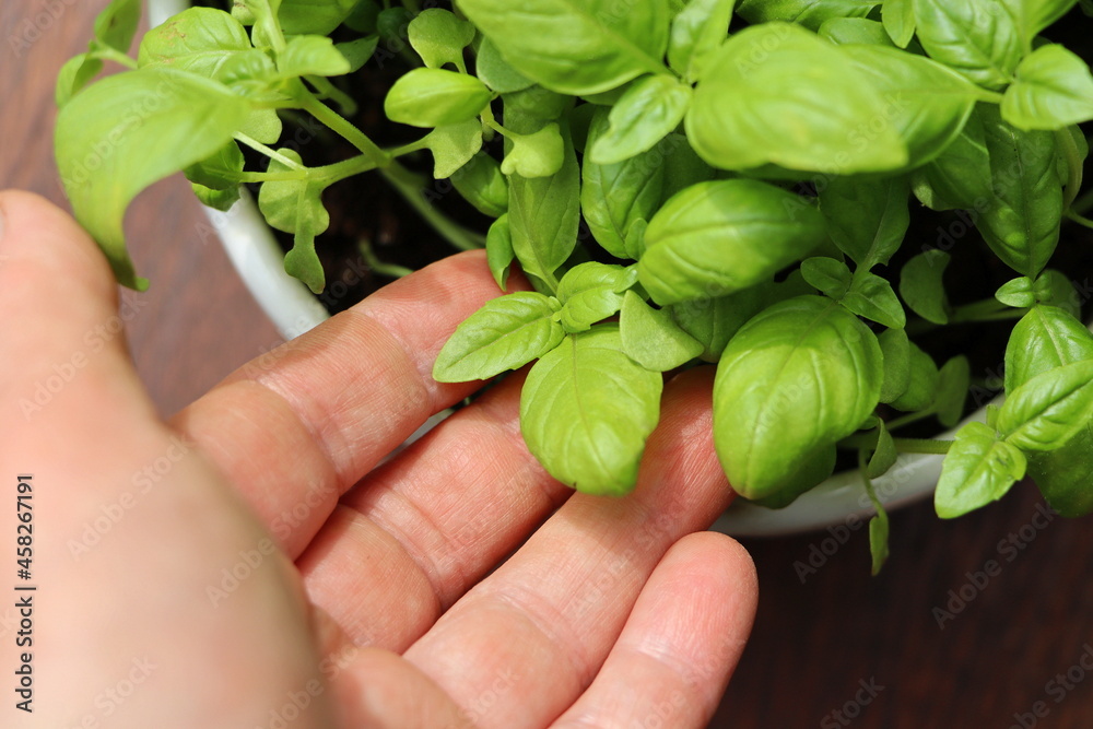 Female hands holding basil leaves.Clean eating,organic horticulture, growing, harvesting concept