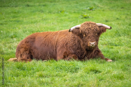 Brown Cow in the Scottish Highlands