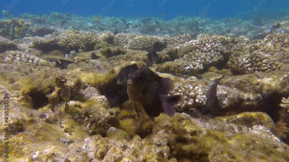 Group of Farmerfish protects the territory and burrows in the coral reef. Dusky Farmerfish (Stegastes nigricans) coral covered in spider webs from Caribbean worm snails (Petaloconchus spp)