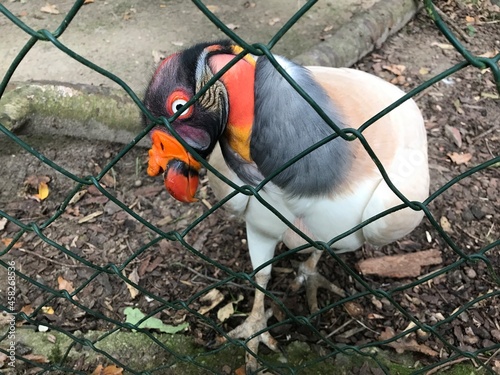 Königsgeier (Sarcorhamphus papa) in einem Gehege mit Maschendrahtzaun. King vulture bald american scavenger. Gerupftes Huhn. photo