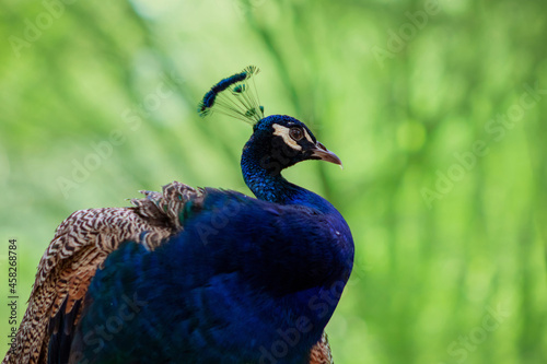 Wallpaper Mural Portrait of a wild beautiful peacock on a green blur background on a sunny day Torontodigital.ca