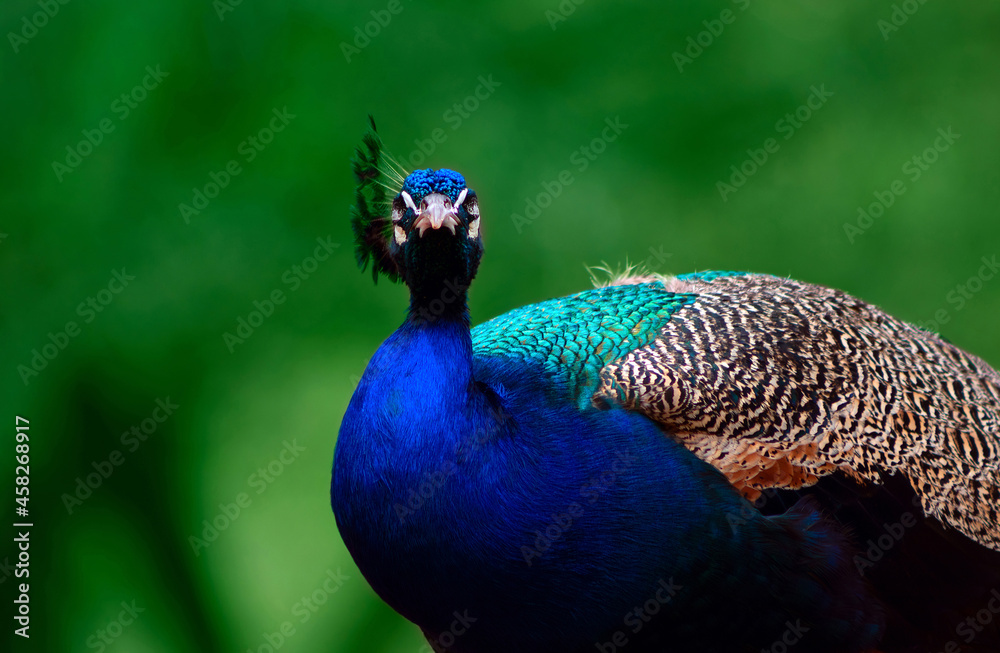 Portrait of a wild beautiful peacock on a green blur background on a sunny day Portrait of a wild beautiful peacock on a green blur background on a sunny day
