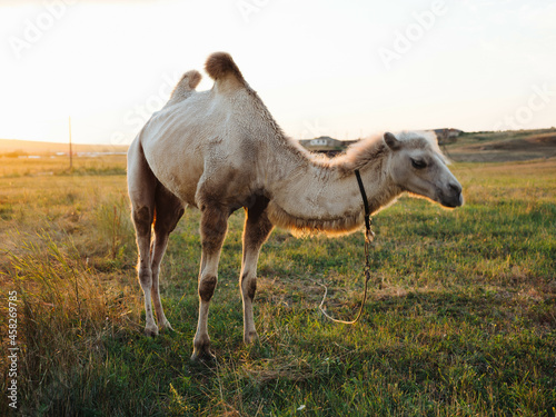 camel in the field eat grass farm animals landscape nature