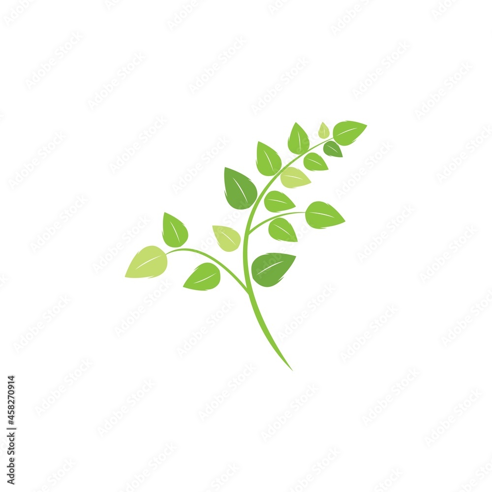 Moringa leaf illustration vector template Moringa leaf illustration vector template