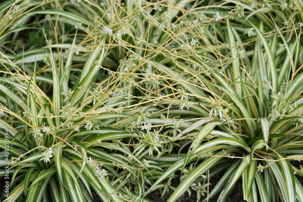Chlorophytum comosum sometimes called spider plant or spider ivy growing in an outdoor garden bed Chlorophytum comosum sometimes called spider plant or spider ivy growing in an outdoor garden bed
