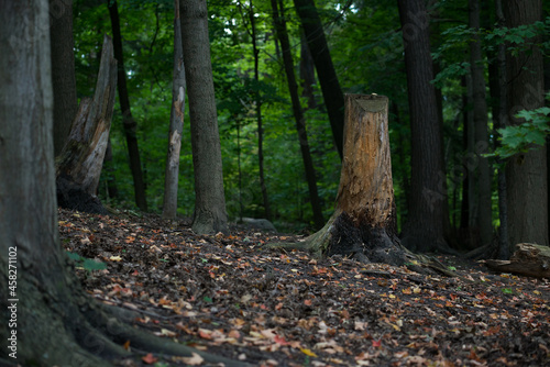 forest in autumn