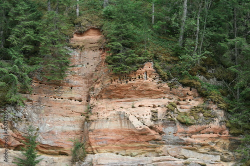 Felswand mit höhlenbrütenden Vögeln 3 photo