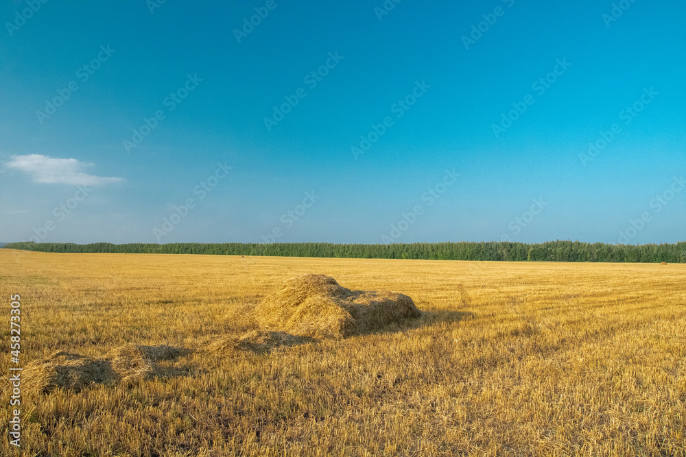 summer morning on a field with a blue sky, trees, grass and hay