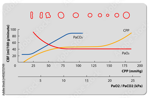 autoregulation curve blood pressure, partial pressure of oxygen, carbon dioxide in arterial blood