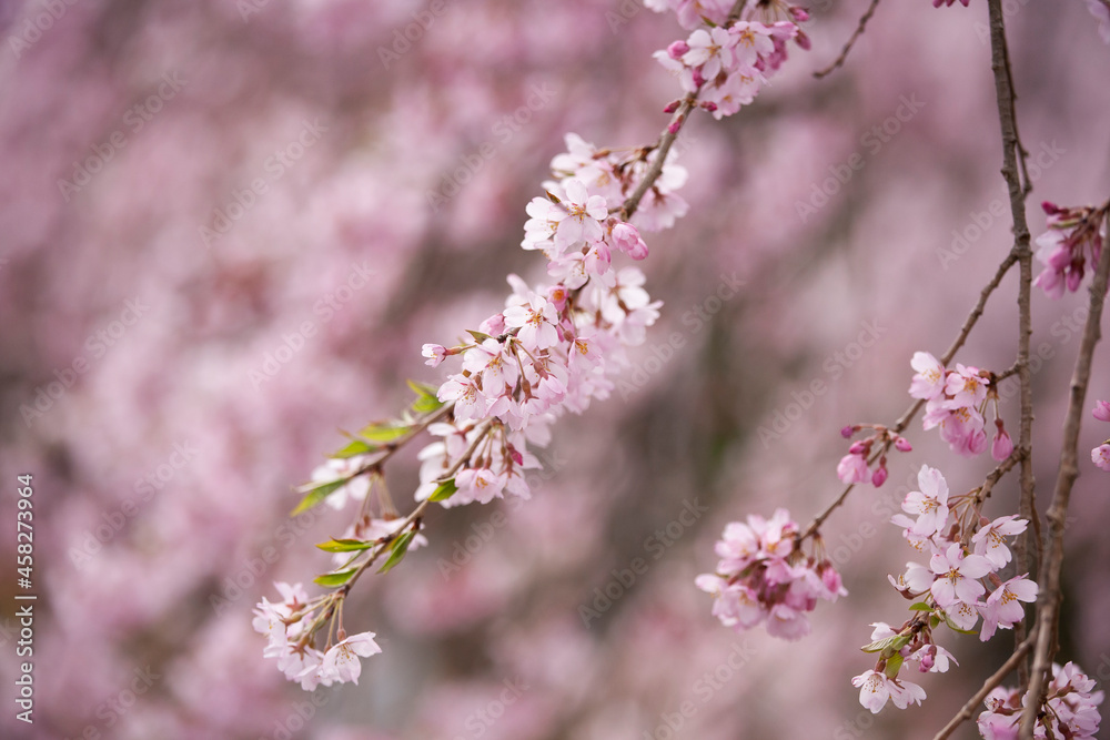 枝垂れ桜　しだれざくら　桜　日本的　日本の春