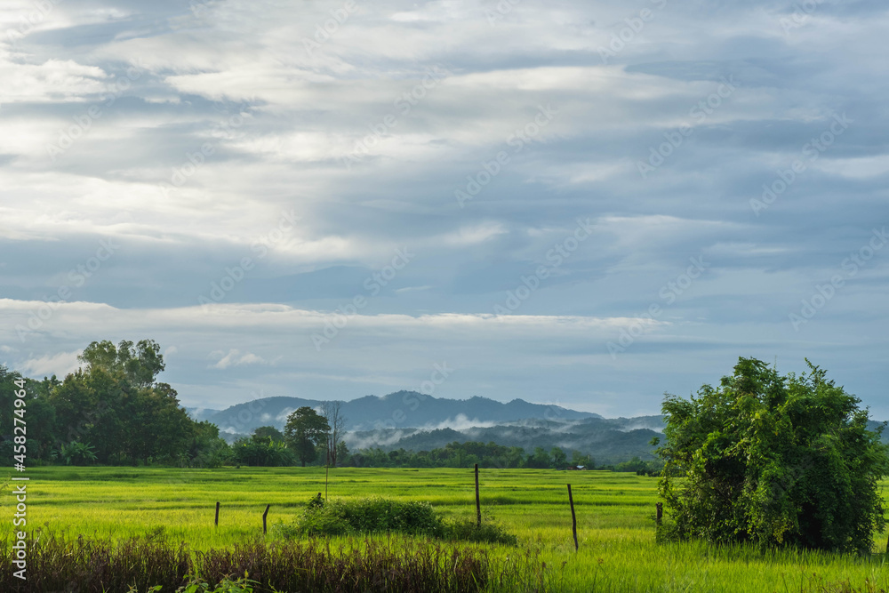 Green rice fields and a rainy sky
