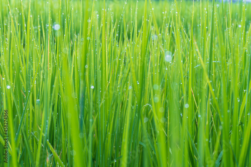 Green rice plant background with water drops
