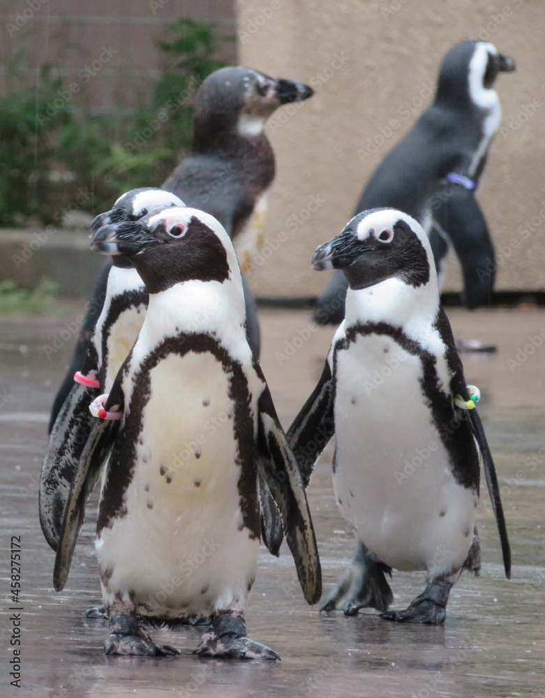 Obraz premium ケープペンギン パレード