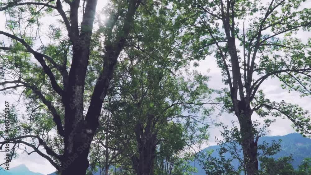 trees and sky trees and sky