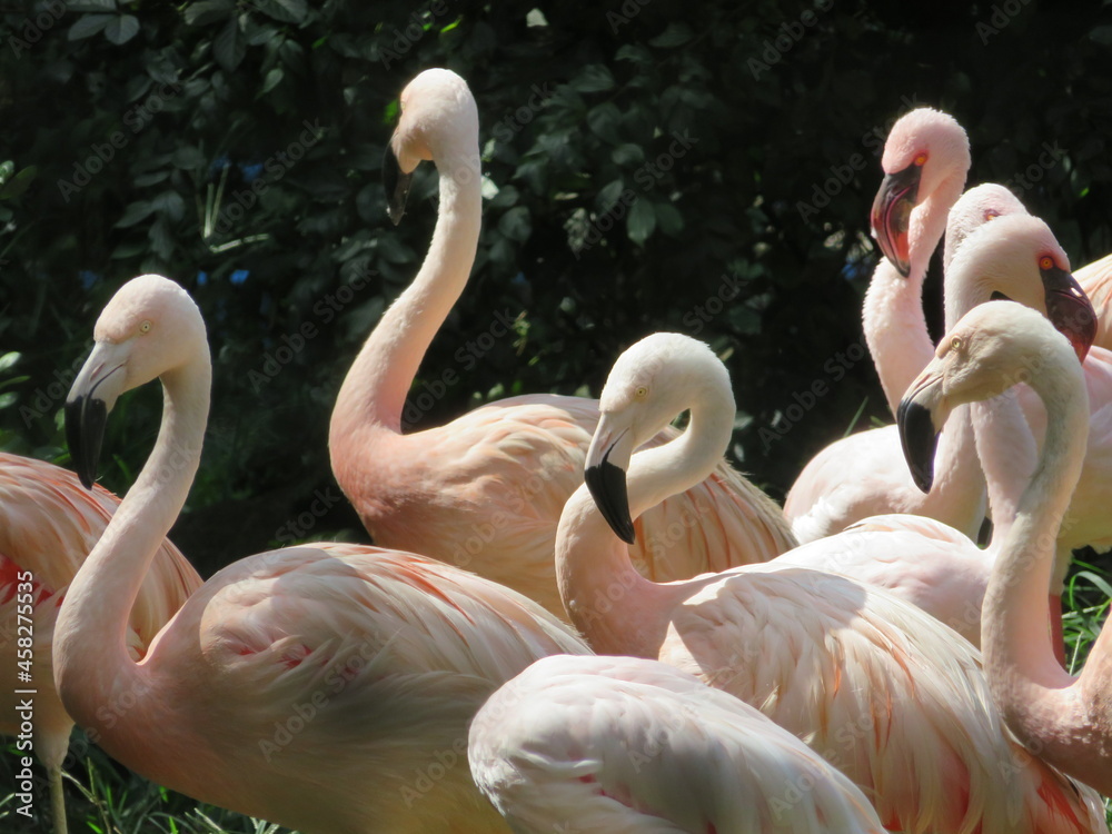 Obraz premium フラミンゴ 群れ