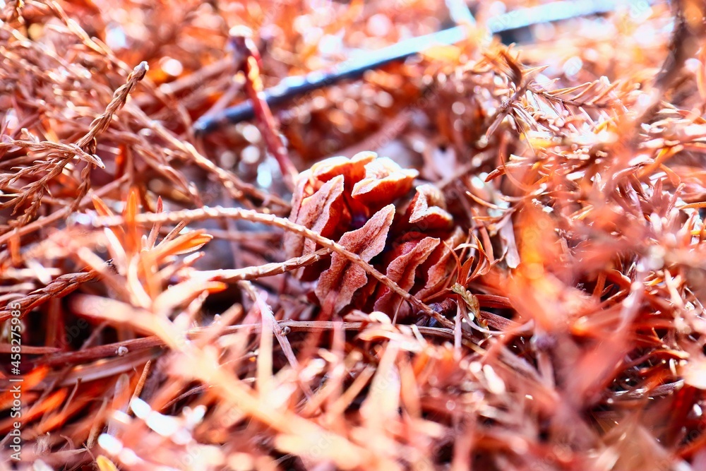 Obraz premium 沢山の枯れ葉と落ち葉 秋のイメージ