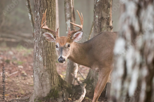 Wallpaper Mural An 8 point male white tail deer standing in the trees in the Appalachian Mountains of Virginia. Torontodigital.ca