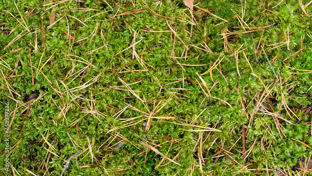 green moss grows in the forest, close-up, background green moss grows in the forest, close-up, background