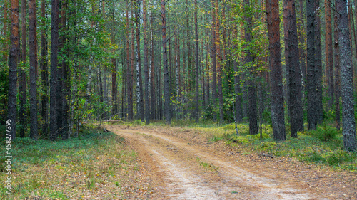 The trail in the forest. Autumn pine forest.м